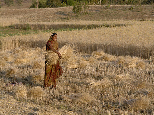 Plain Ladies Cotton Pantie, Size: 75-100 cm at Rs 23/piece in Kanpur
